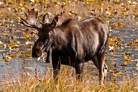 Rocky Mountain Bull Moose III