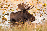 Rocky Mountain Bull Moose Soak