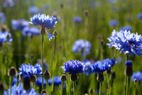 Blue Blossoms (Grand Lake, CO)