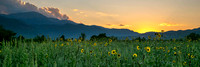 Pikes Peak Sunflower Sunset