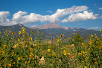 Pikes Peak and Sunflowers
