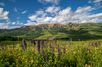 Crested Butte Lupine