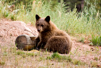Baby Bear (Woodland Park, CO)