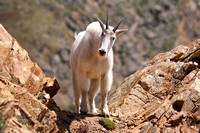 Rocky Mountain Goat on Cliff
