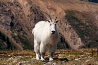 Rocky Mountain Goat