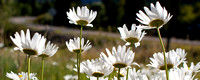 Sunseekers (Telluride) Pano