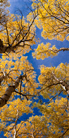 Telluride Skies