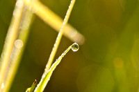 Dew Drop