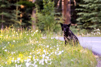 Grey Wolf, Banff NP