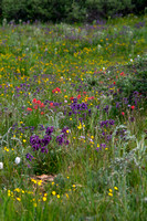 Wildflower field