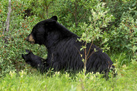 Icefields Parkway Black Bear, Banff NP