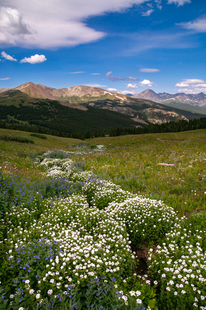 Field of White