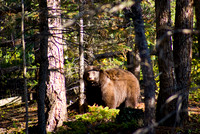 Big Mama Bear (Woodland Park, CO)