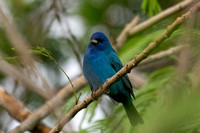 Indigo Bunting
