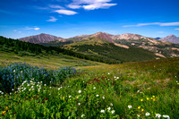 Ten Mile Range Wildflowers