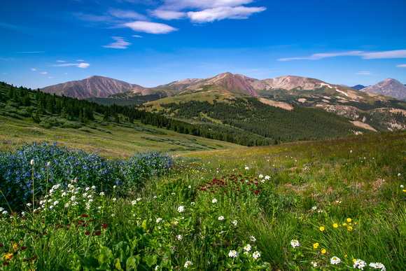 Ten Mile Range Wildflowers