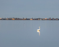 Morning Reflections