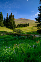 Early Morning Wildflowers