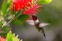 Pollinator