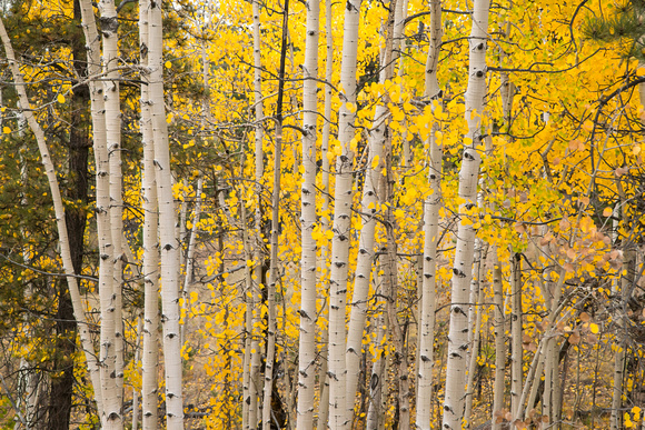 Rampart Aspens