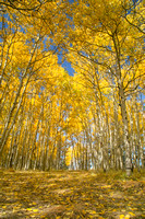 Aspens Grove on Rampart