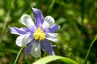 Columbine Beauty