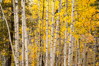 Rampart Aspens