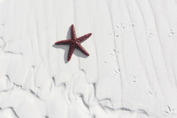 Sand & Star