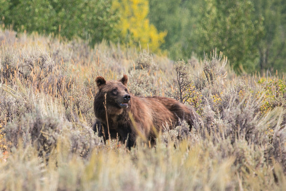 Grizzly 399 2020 III