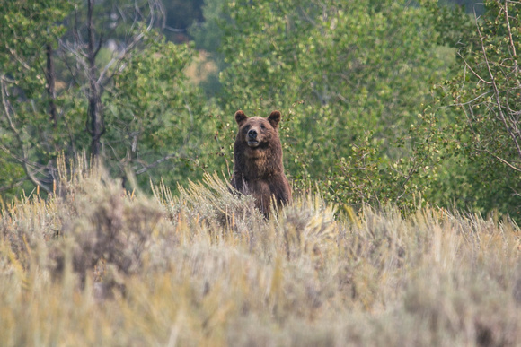 Grizzly 399 2020 II