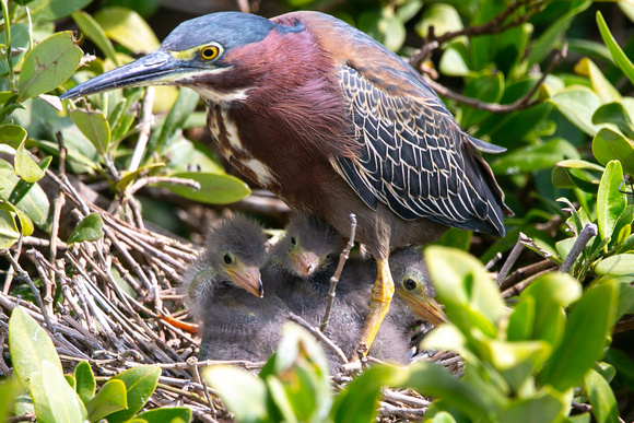 Green Heron Nest