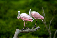 Pair of Roseate Spoonbills