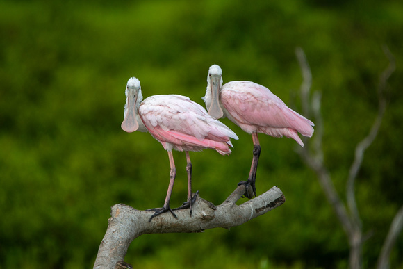 Pair of Roseate Spoonbills