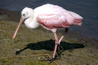 Juvenile Roseate Spoonbill