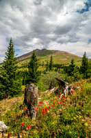 Black Powder Pass Trail (portrait)