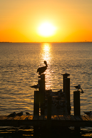 Pelican Sunset