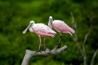 Pair of Roseate Spoonbills III